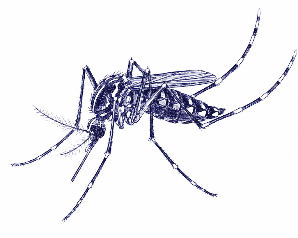 Ilustración de un mosquito tigre